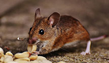 24 Hour & Emergency Exterminators in Jacksonville, OH